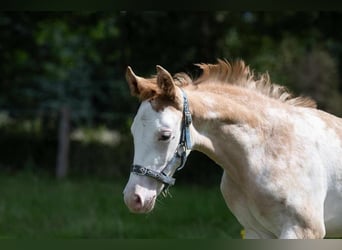 Hanoverian, Mare, 2 years, 16,1 hh