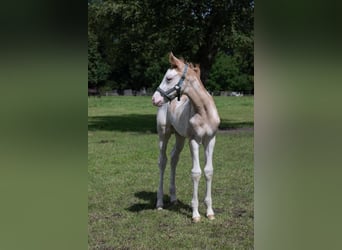 Hanoverian, Mare, 2 years, 16,1 hh