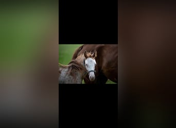 Hanoverian, Mare, 2 years, 16,1 hh