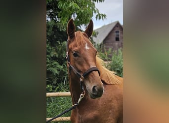 Hanoverian, Mare, 2 years, 16,1 hh
