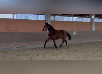 Hanoverian, Mare, 2 years, 16,2 hh, Brown