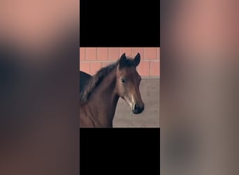 Hanoverian, Mare, 2 years, 16,2 hh, Brown