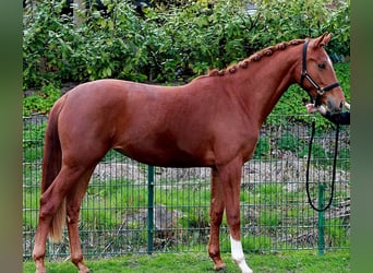 Hanoverian, Mare, 2 years, 16,2 hh, Chestnut