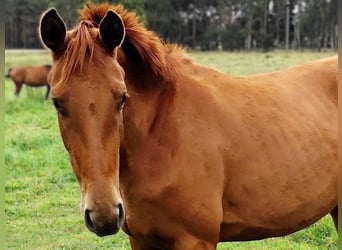 Hanoverian, Mare, 2 years, 16,2 hh, Chestnut-Red