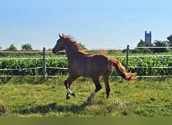 Hanoverian, Mare, 2 years, 16,3 hh, Chestnut-Red
