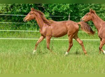 Hanoverian, Mare, 2 years, 16,3 hh