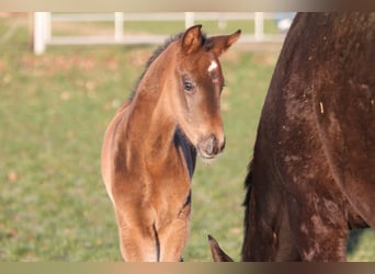 Hanoverian, Mare, 2 years, 16,3 hh, Smoky-Black