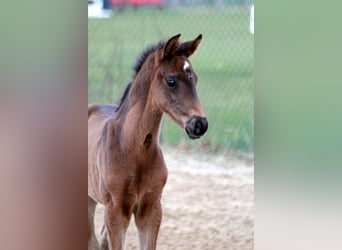 Hanoverian, Mare, 2 years, 16,3 hh, Smoky-Black