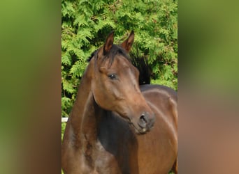 Hanoverian, Mare, 2 years, 17 hh, Bay-Dark