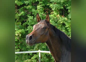 Hanoverian, Mare, 2 years, 17 hh, Bay-Dark