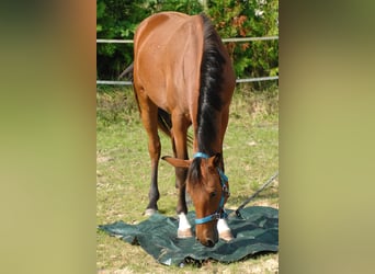 Hanoverian, Mare, 2 years, 17 hh, Brown