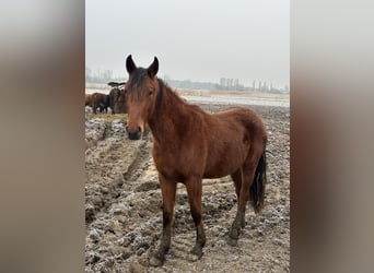 Hanoverian, Mare, 2 years, 17 hh, Brown