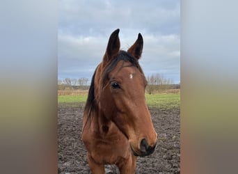 Hanoverian, Mare, 2 years, 17 hh, Brown