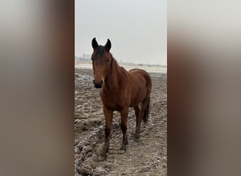 Hanoverian, Mare, 2 years, 17 hh, Brown