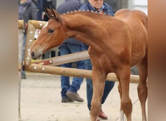 Hanoverian, Mare, 2 years, 17 hh, Brown