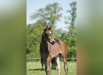 Hanoverian, Mare, 2 years, 17 hh, Smoky-Black