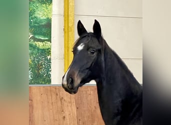 Hanoverian, Mare, 2 years, Bay-Dark