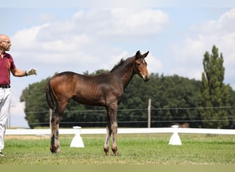 Hanoverian, Mare, 2 years, Bay-Dark