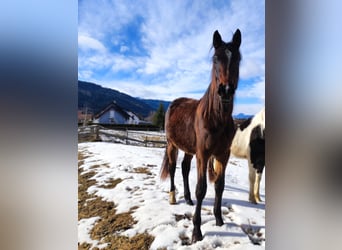 Hanoverian, Mare, 2 years, Bay-Dark