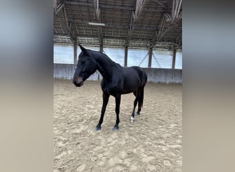 Hanoverian, Mare, 2 years, Bay-Dark