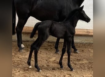 Hanoverian, Mare, 2 years, Black