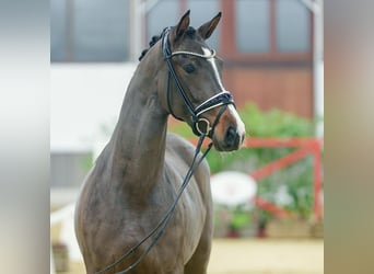 Hanoverian, Mare, 2 years, Brown