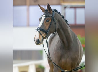 Hanoverian, Mare, 2 years, Brown