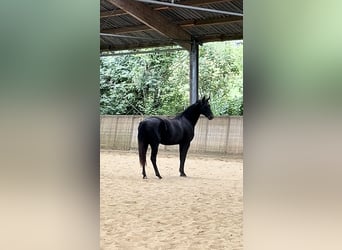 Hanoverian, Mare, 2 years, Can be white