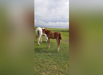 Hanoverian, Mare, 2 years, Can be white