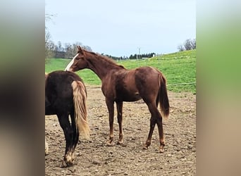 Hanoverian, Mare, 2 years, Chestnut-Red