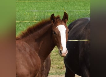 Hanoverian, Mare, 2 years, Chestnut-Red