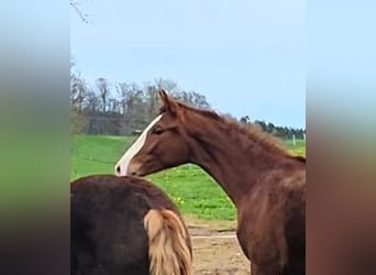 Hanoverian, Mare, 2 years, Chestnut-Red