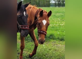 Hanoverian, Mare, 2 years, Chestnut-Red