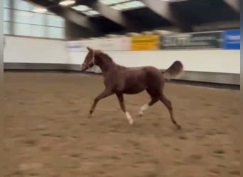 Hanoverian, Mare, 2 years, Chestnut-Red