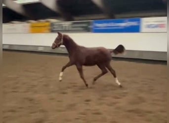 Hanoverian, Mare, 2 years, Chestnut-Red