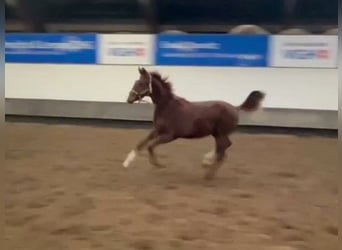 Hanoverian, Mare, 2 years, Chestnut-Red