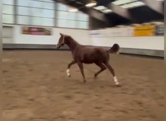 Hanoverian, Mare, 2 years, Chestnut-Red