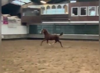 Hanoverian, Mare, 2 years, Chestnut-Red