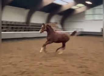 Hanoverian, Mare, 2 years, Chestnut-Red