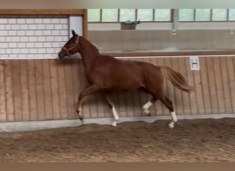 Hanoverian, Mare, 2 years, Chestnut-Red