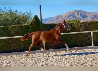 Hanoverian, Mare, 2 years, Chestnut-Red