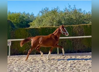 Hanoverian, Mare, 2 years, Chestnut-Red