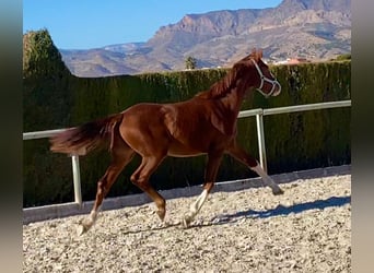 Hanoverian, Mare, 2 years, Chestnut-Red