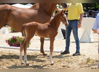 Hanoverian, Mare, 2 years, Chestnut