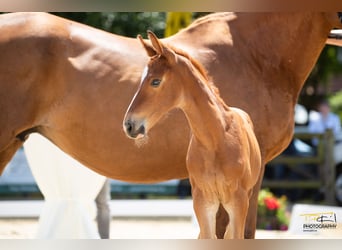 Hanoverian, Mare, 2 years, Chestnut