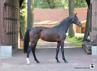 Hanoverian, Mare, 2 years