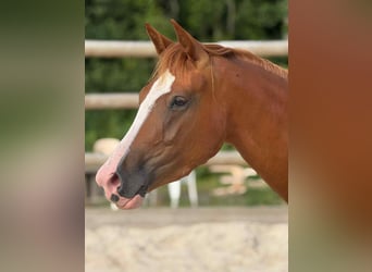 Hanoverian, Mare, 3 years, 14,3 hh, Chestnut-Red