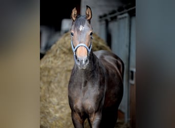 Hanoverian, Mare, 3 years, 15.1 hh, Bay-Dark