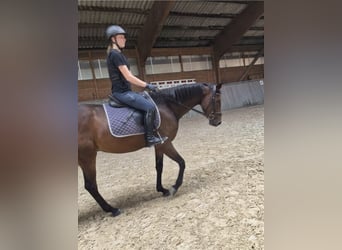 Hanoverian, Mare, 3 years, 15.1 hh, Brown