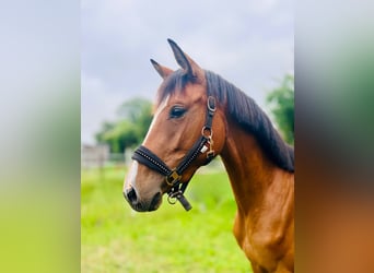 Hanoverian, Mare, 3 years, 15.1 hh, Brown